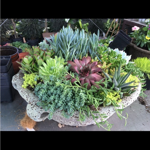 Meet your Posher, Molly - Picture 3 of 10